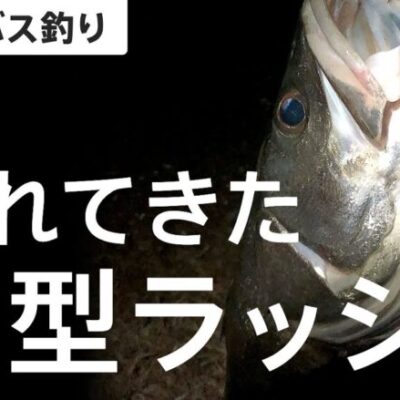シーバスおじさん「シーバスどうがあげたよぉ🥺」