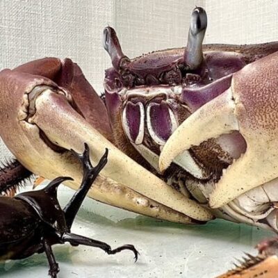 カニに勝負を挑んだカブトムシの末路ｗｗｗ