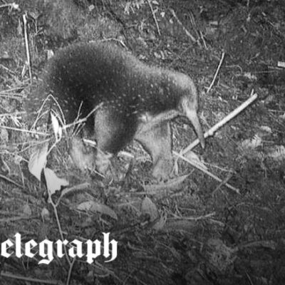 60年前に絶滅したはずのエキドナ、生きた姿の撮影に成功 （動画あり）