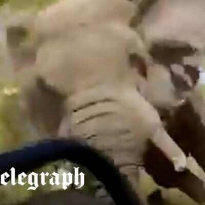 【衝撃】ゾウさんがサファリカーを襲撃、1人亡くなる